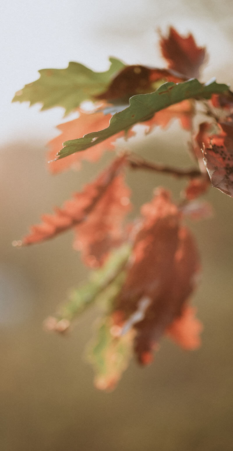 Fall Leaves Fall Leaves